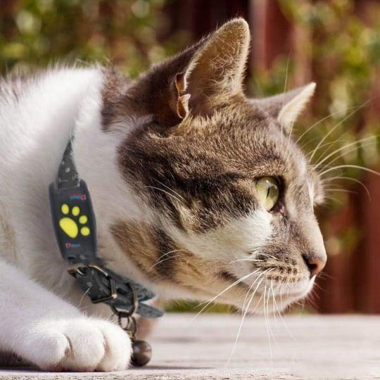 GPS Cat Collar - Real-Time Tracking - Satellite Technology