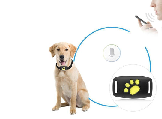 GPS Cat Collar - Real-Time Tracking - Satellite Technology