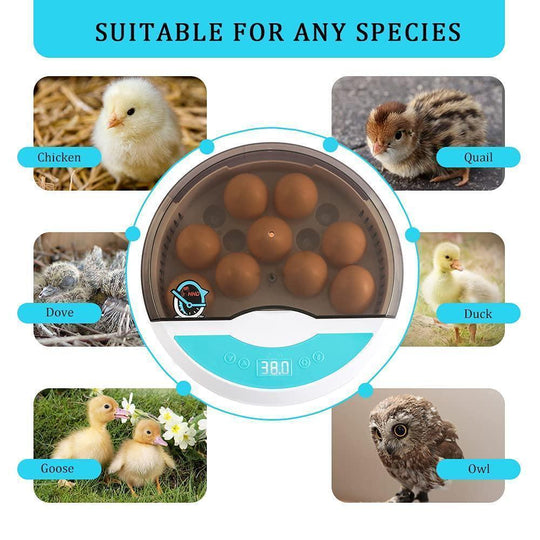Automatic Egg Incubator - LED Display - Temperature Control