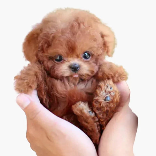 Plush Puppy Toy - Realistic Design - Soft Fur