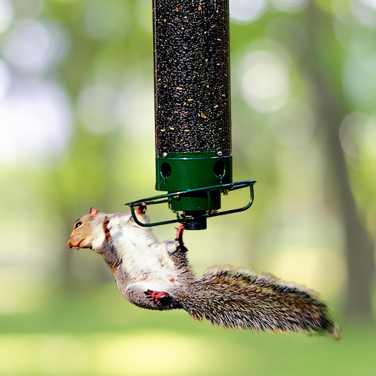 Bird Feeder - Squirrel Resistant - Hanging Mount