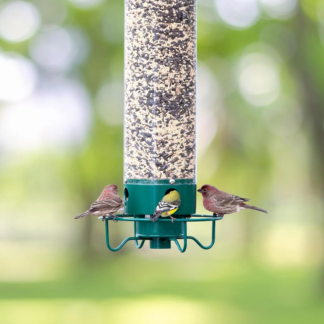 Bird Feeder - Squirrel Resistant - Hanging Mount